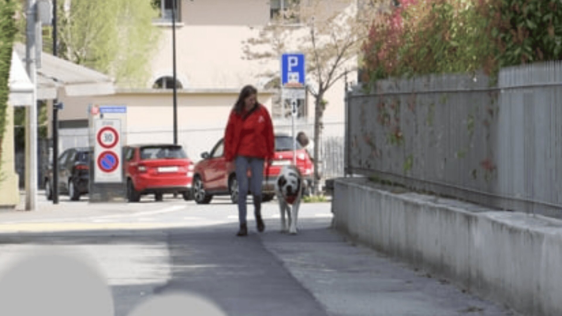 Une personne vêtue d'une veste rouge promène un chien noir et blanc sur un trottoir à côté d'une clôture, avec des voitures en stationnement et des panneaux de signalisation visibles à l'arrière-plan.