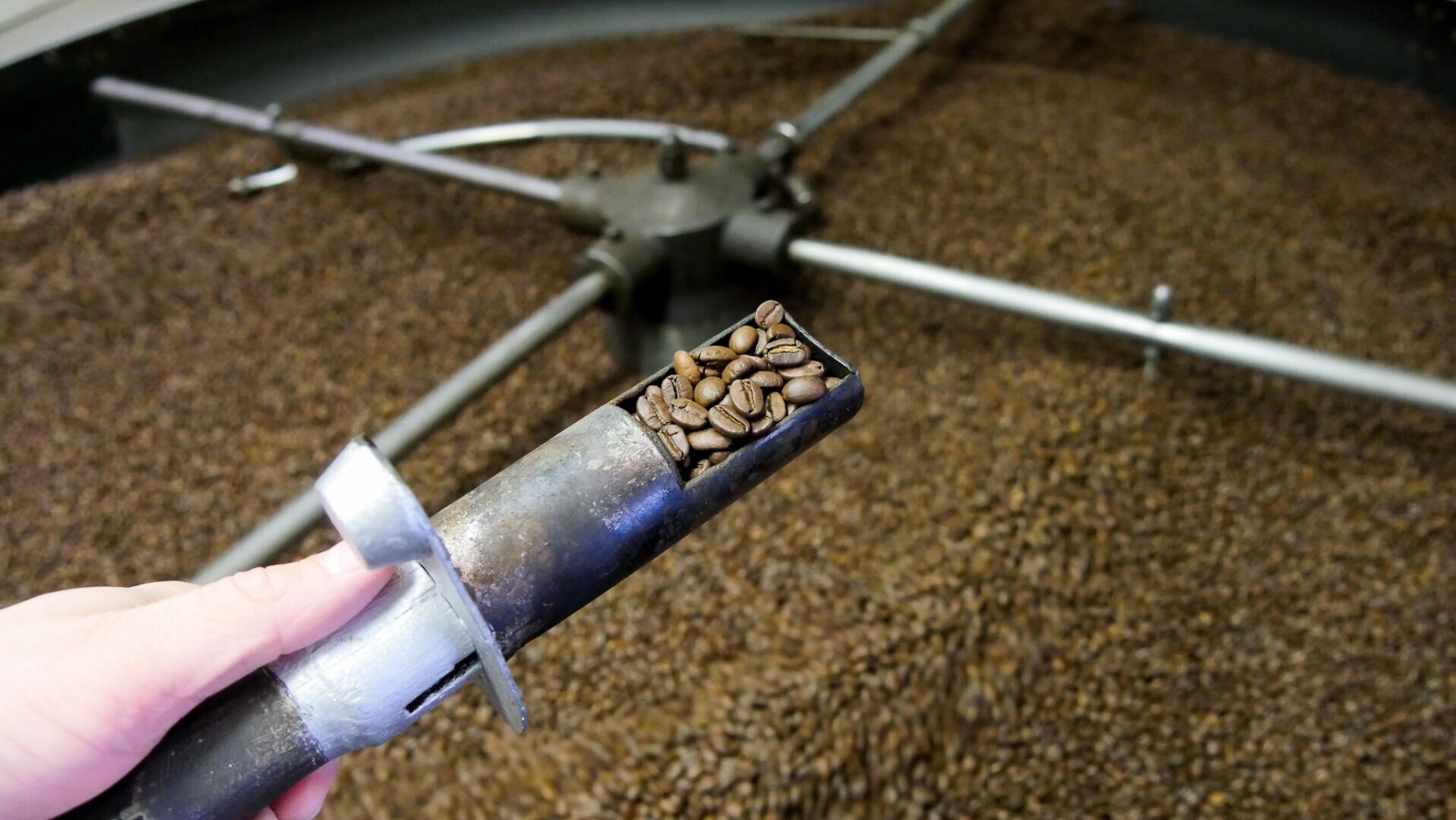 Eine Hand hält ein Metallwerkzeug, das mit gerösteten Kaffeebohnen gefüllt ist, über einen großen Röster, der mit weiteren Kaffeebohnen gefüllt ist und über rotierende Metallarme verfügt.