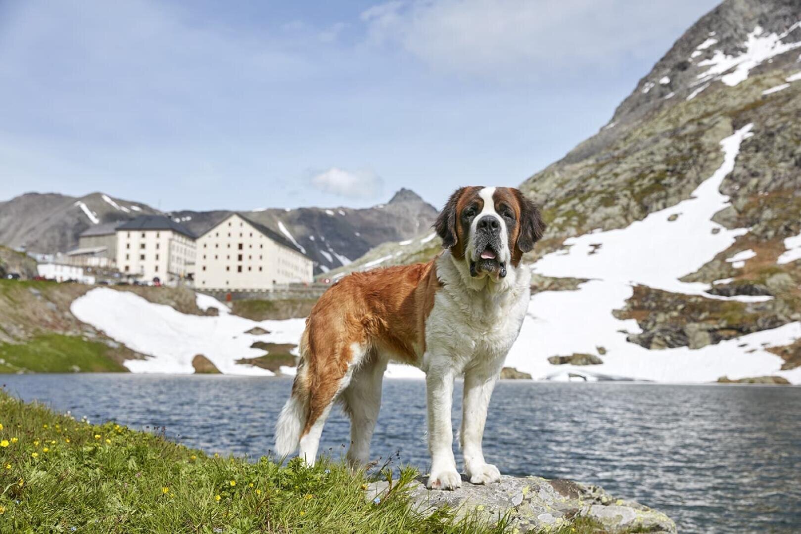 Ein Bernhardiner steht auf einer Wiese in der Nähe eines Bergsees, im Hintergrund sind schneebedeckte Berge und ein großes Gebäude zu sehen, über allem erstreckt sich ein blauer Himmel.