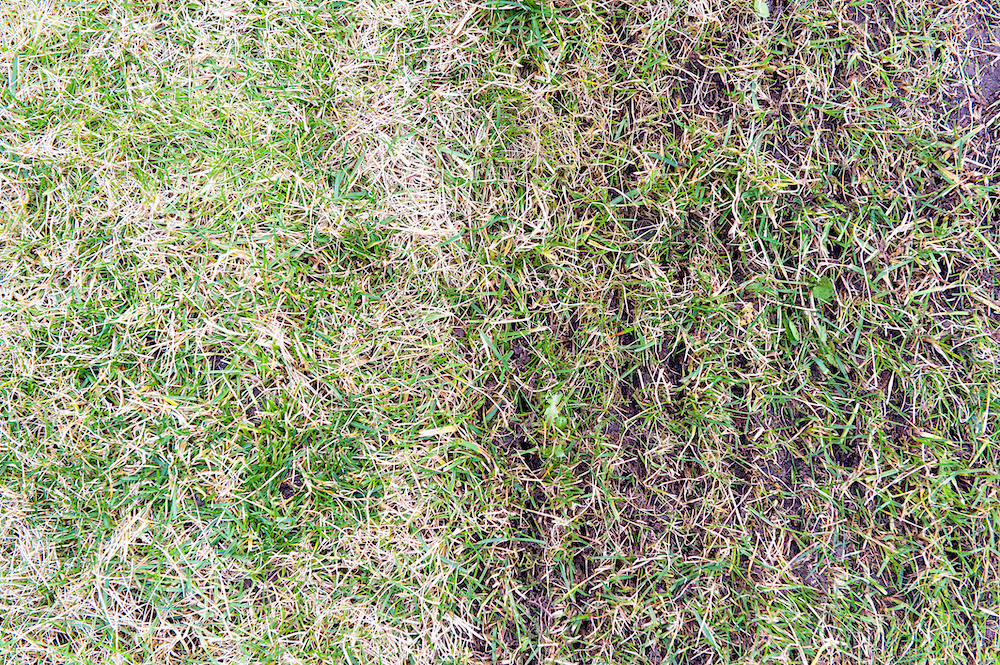 before and after verticutteration process